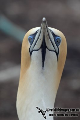 Australasian Gannet a5951.jpg