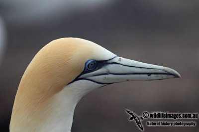 Australasian Gannet a5964.jpg