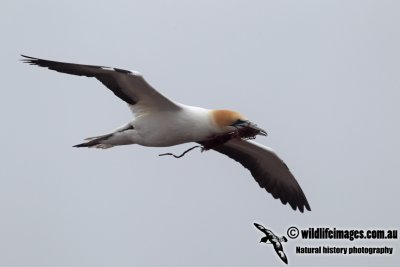 Australasian Gannet a6043.jpg