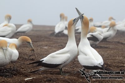 Australasian Gannet a6079.jpg