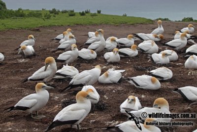 Australasian Gannet a7285.jpg