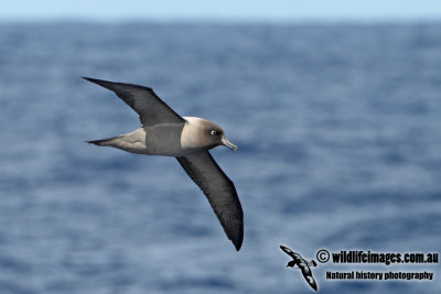 Light-mantled Sooty Albatross a2268.jpg