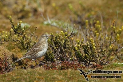 Auckland Island Pipit a1260.jpg