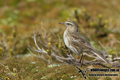 Auckland Island Pipit a1284.jpg