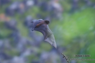 Christmas Island Flying-fox