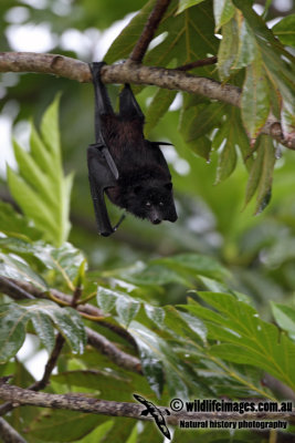 Christmas Island Flying-fox a1074.jpg