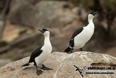 Black-faced Cormorant  a3102.jpg