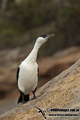 Black-faced Cormorant  a3111.jpg