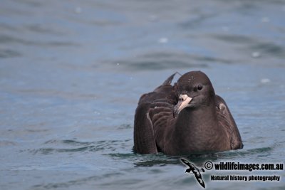 Flesh-footed Shearwater a7746.jpg