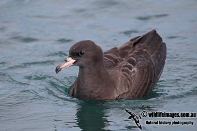 Flesh-footed Shearwater a7761.jpg