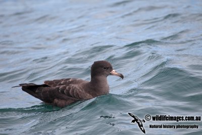 Flesh-footed Shearwater a7796.jpg