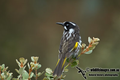 New Holland Honeyeater a3234.jpg