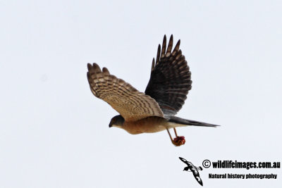 Japanese Sparrowhawk 4268.jpg
