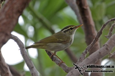 Eastern Crowned Warbler 2660.jpg