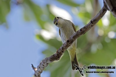 Eastern Crowned Warbler 2894.jpg