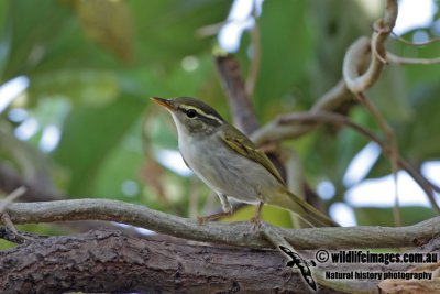 Eastern Crowned Warbler 2916.jpg