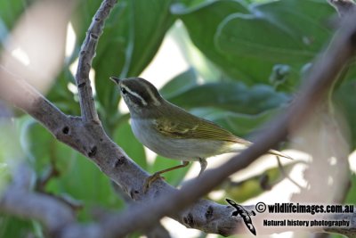 Eastern Crowned Warbler 3044.jpg