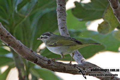 Eastern Crowned Warbler 3079.jpg