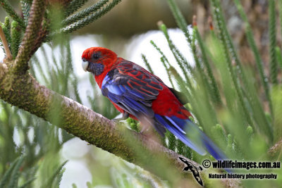 Crimson Rosella 4157.jpg