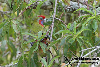 Crimson Rosella 5095.jpg