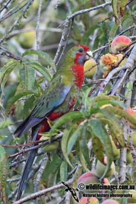 Crimson Rosella 5453.jpg