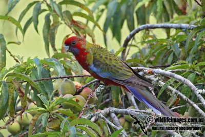 Crimson Rosella 5693.jpg