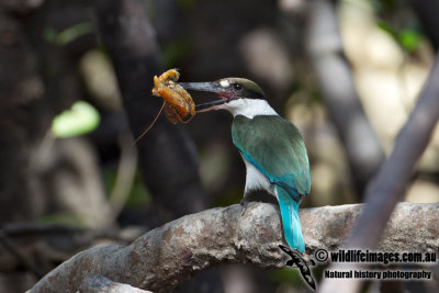 Collared Kingfisher 7977.jpg