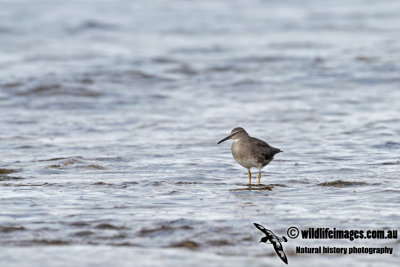 Wandering Tattler 2867.jpg