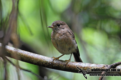 Norfolk Island Robin 2076.jpg