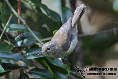 Norfolk Gerygone