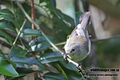 Norfolk Gerygone 5117.jpg