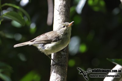 Norfolk Gerygone 5133.jpg