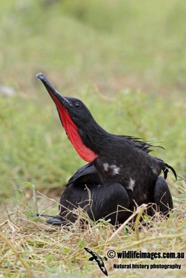 Lesser Frigatebird 1661.jpg