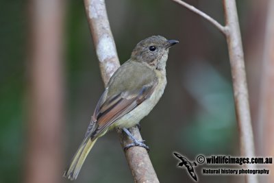 Norfolk Golden Whistler 3661.jpg