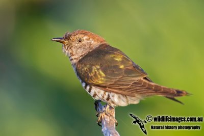 Shining Bronze-Cuckoo 0458.jpg