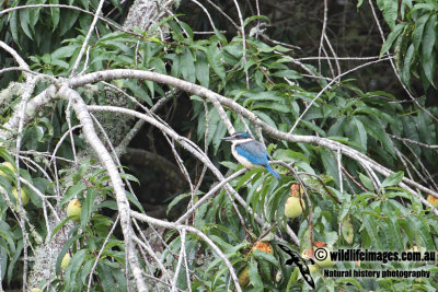Norfolk Sacred Kingfisher 5058.jpg