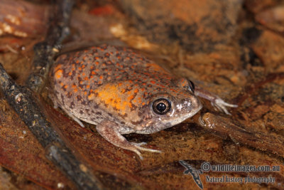 Mole Toadlet - Uperoleia talpa