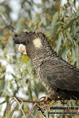 Carnabys Black-Cockatoo