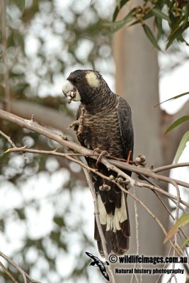Carnaby's Black-Cockatoo a0476.jpg