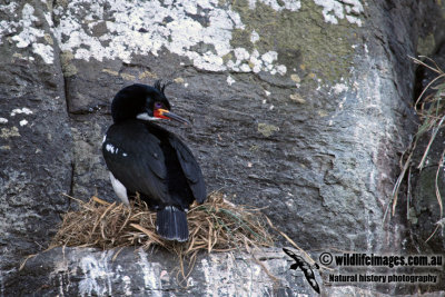 Auckland Island Shag a2041.jpg