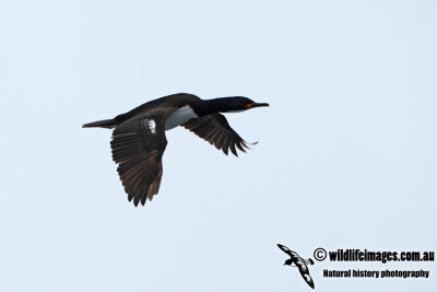 Campbell Island Shag a1554.jpg