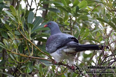Chatham Island Pigeon a9012.jpg