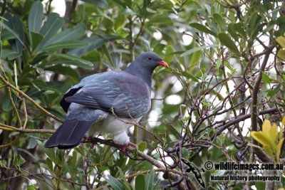 Chatham Island Pigeon a9022.jpg