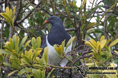 Chatham Island Pigeon