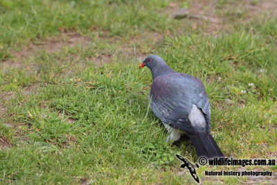 Chatham Island Pigeon a9043.jpg