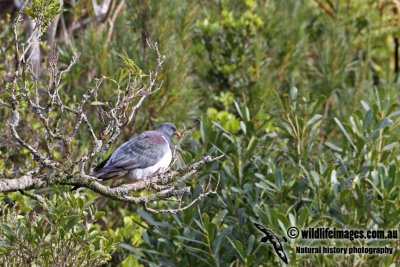 Chatham Island Pigeon a9060.jpg