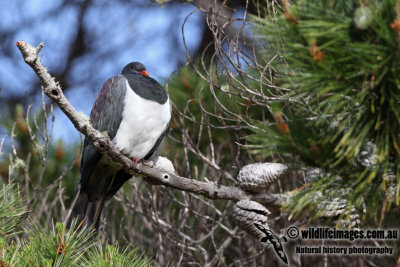 Chatham Island Pigeon a9117.jpg