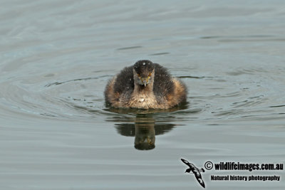 Australasian Grebe a0712.jpg