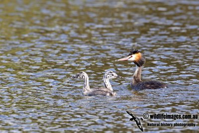 Great-crested Grebe a0048.jpg