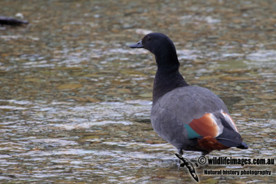 Paradise Shelduck a6510.jpg